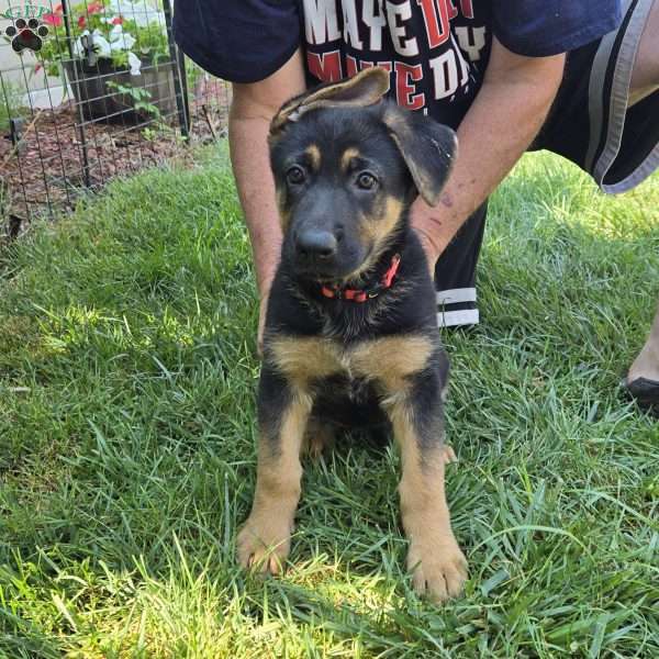 Wonder Woman, German Shepherd Puppy